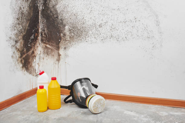 Best Commercial Mold Removal  in East Basin, UT