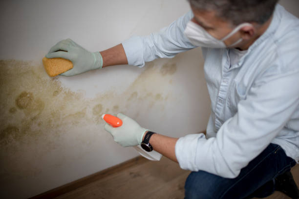 Best Affordable Mold Removal  in East Basin, UT