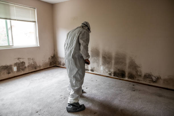Best Toxic Mold Removal  in East Basin, UT