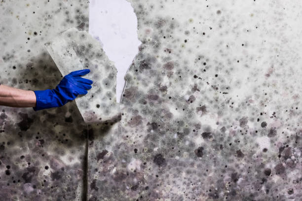 Best Office Mold Removal Services  in East Basin, UT