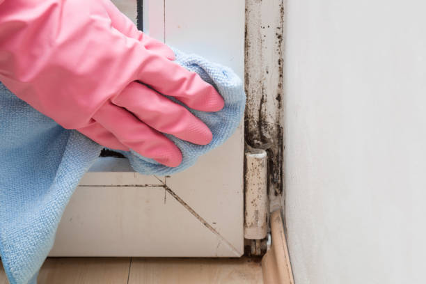 Best Mold Removal Specialists  in East Basin, UT